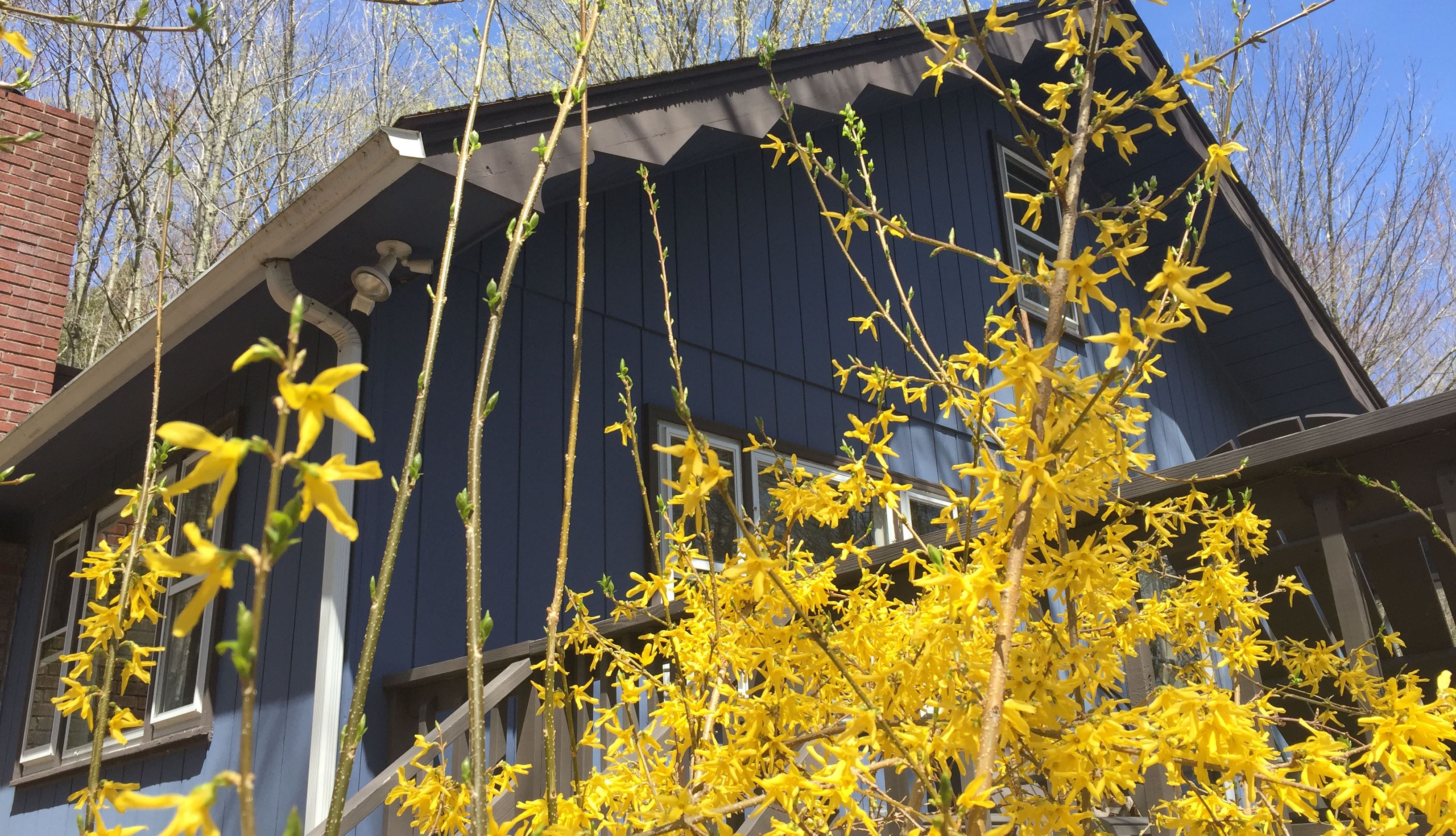 Spring Forsythia in front of the house!