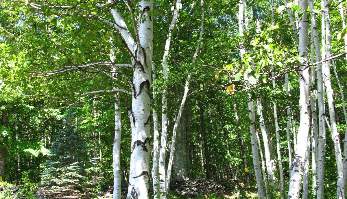 A grove of Birch Trees guides you to the meadows from the house!