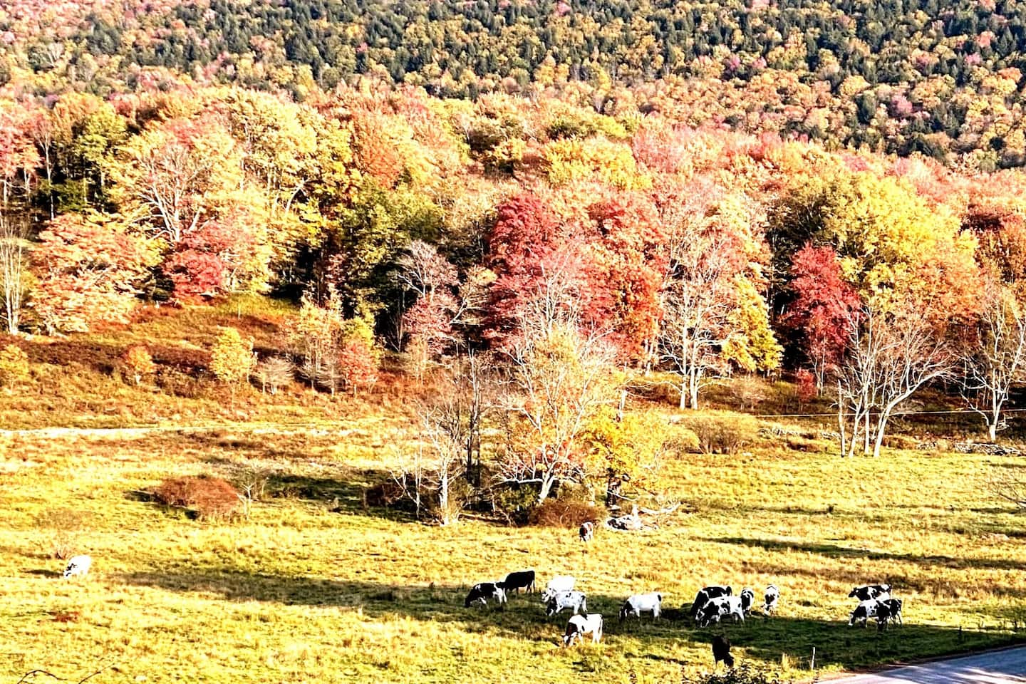Autumn colors and the cow neighbors across the road.