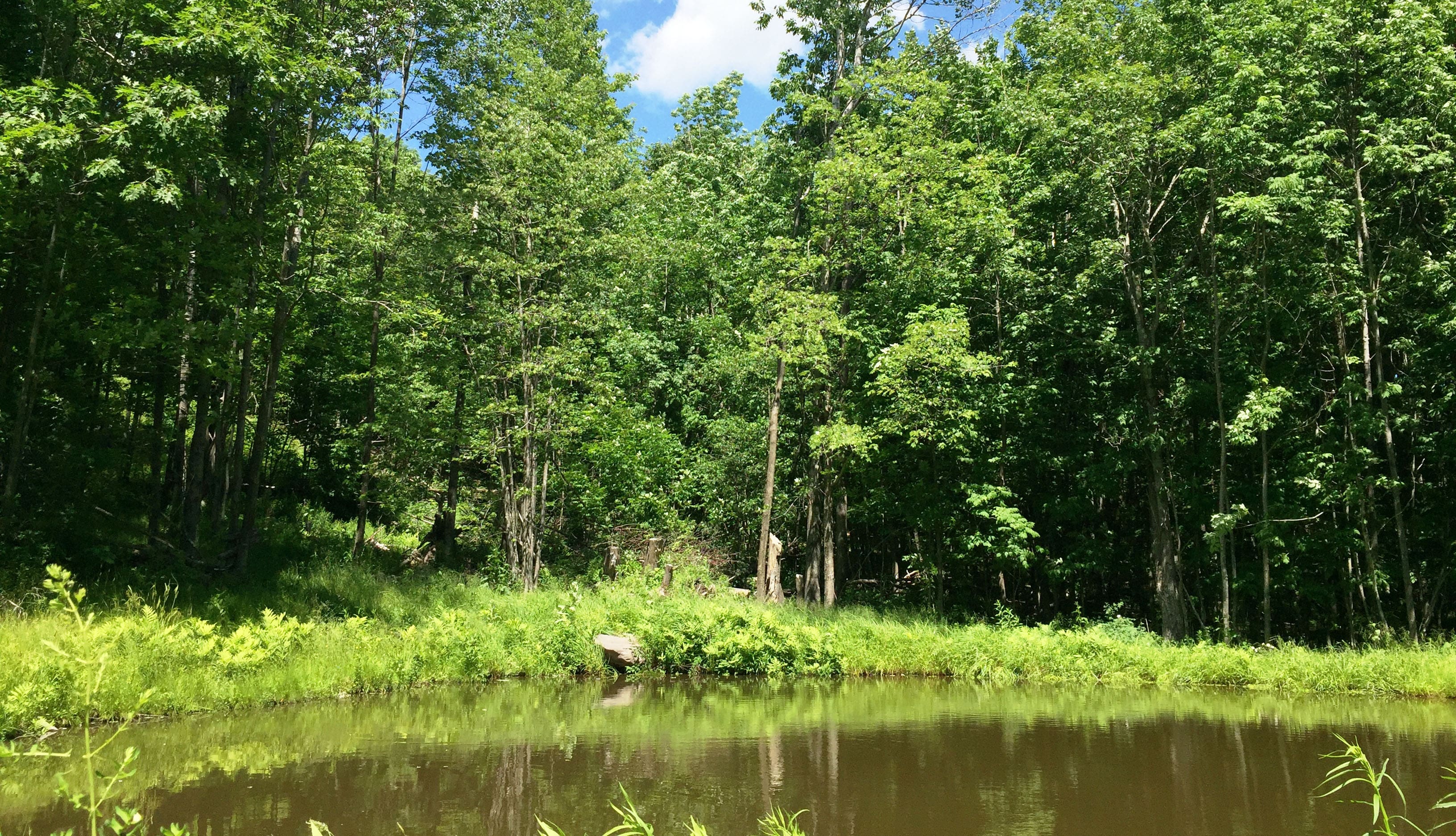 Secluded pond. Perfect for quiet time… or play time!