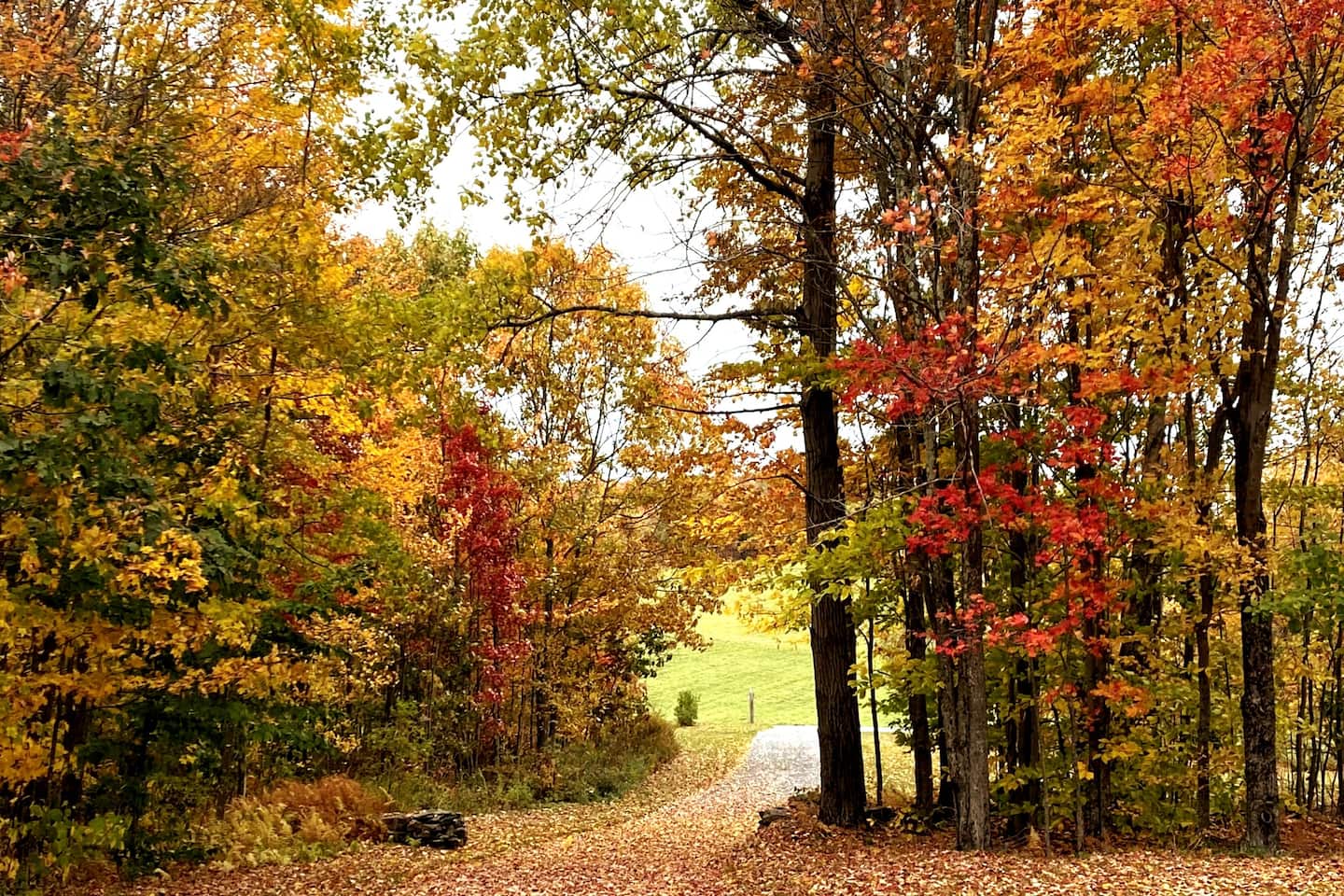 Autumn colors can be breath taking! This is looking down the driveway.